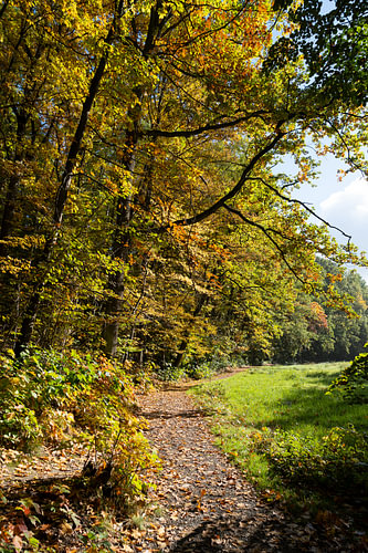 A forest path in the autumn light