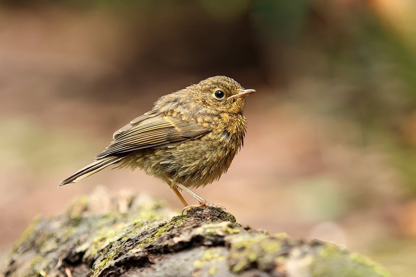 Junges Rotkehlchen von Anjella Buckens