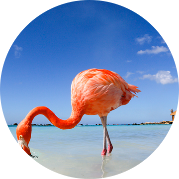 Flamingo van Marit Lindberg