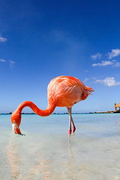 Flamingo von Marit Lindberg