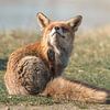 Fox in its natural habitat by Jolanda Aalbers
