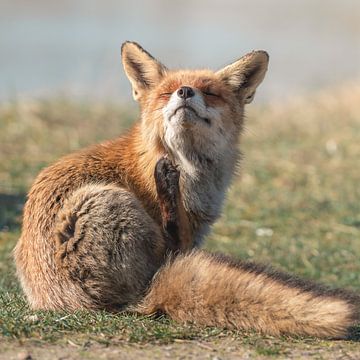 Renard dans son habitat naturel sur Jolanda Aalbers