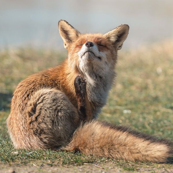 Fox in its natural habitat by Jolanda Aalbers