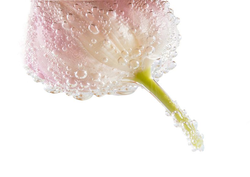 Tulp in bubbels van Bernardine de Laat