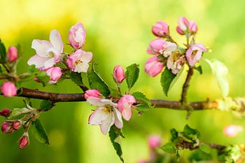 Appelbloesem