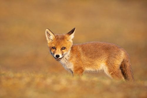 Young fox by Aland De Wit