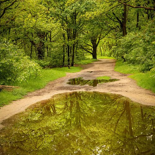 Reflectie van bomen. 3