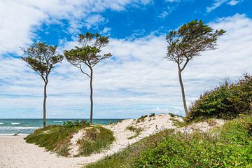 Der Weststrand mit Bäumen und Düne auf dem Fischland-Darß