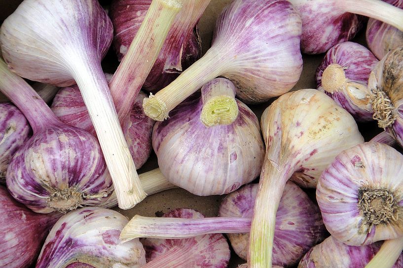 Knoflook par P.D. de Jong