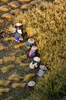 Lokale vrouwen aan het werk in  Bagan - Myanmar