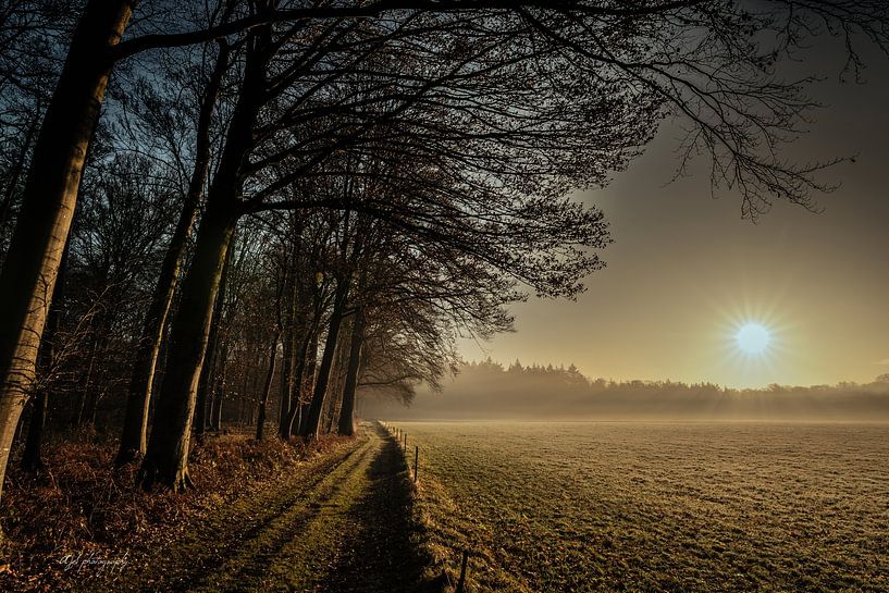 Morning sun over a misty meadow by Arjan Stunnenberg