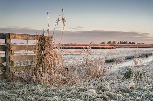 Winterse rijp in de polder
