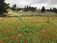 Poppies