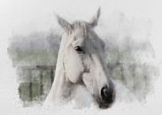 Het witte paard 02 van Olaf Bruhn thumbnail