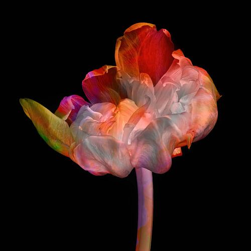 Tulp multicolor art I