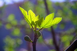 Neue Feigenblätter von Images from a hillside in Umbria
