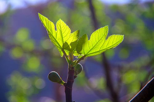 Nieuwe vijgenbladeren