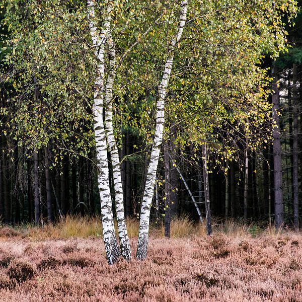 Berk by PvdH Fotografie