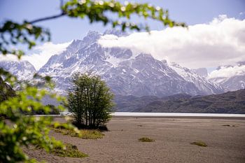 De eenzaamheid van een boom straalt rijkdom uit.
