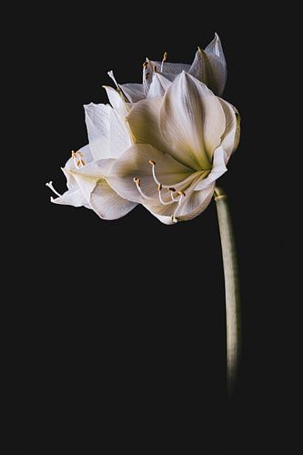 Amaryllis Weiß