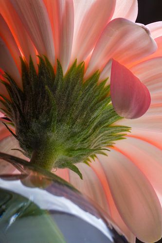 Hidden beneath gentleness by QEIMOY