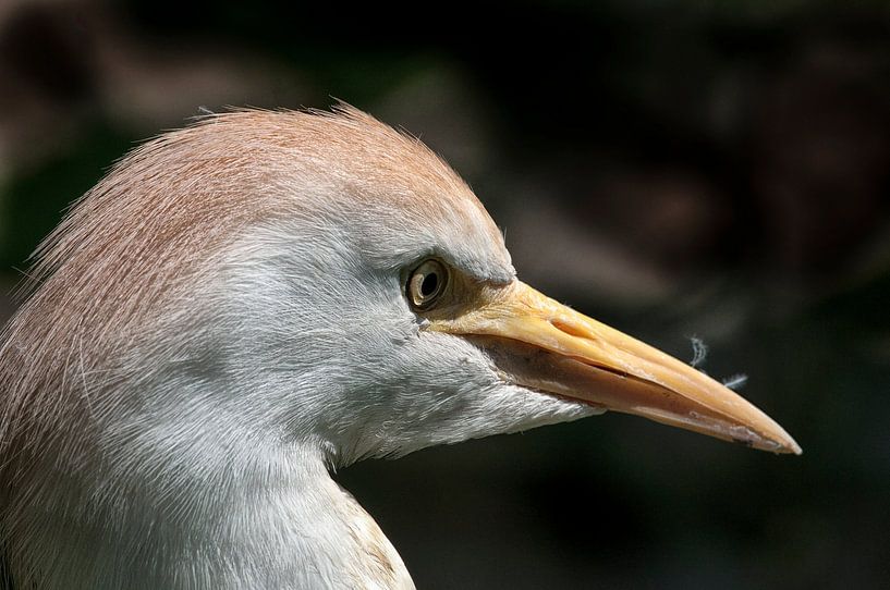 Cattle egret : Ouwehands Dierenpark by Loek Lobel