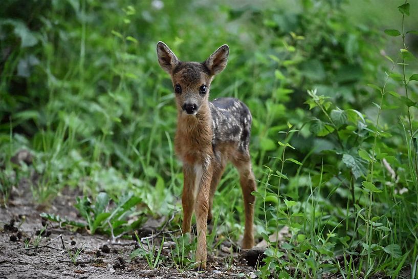 Young fawn discovers the world by NatureBliss