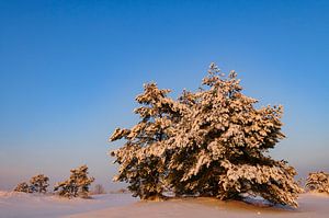 Snowy winter landscape in a drifting sand dune area