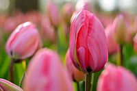 A Pink Dream