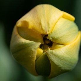 Bouton de tulipe au printemps sur Ulrike Leone