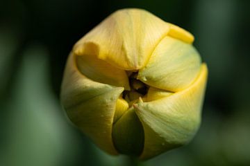 Tulpenknospe im Frühling von Ulrike Leone
