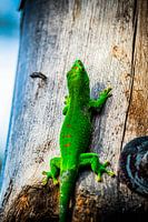 Madagascar Gecko