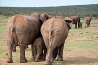 Twee olifantengezinnetjes op weg met de kudde van Jack Koning thumbnail