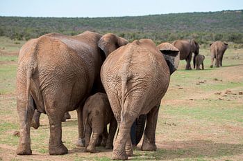 Twee olifantengezinnetjes op weg met de kudde
