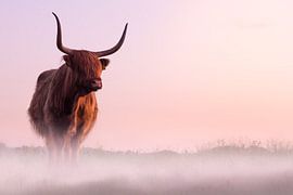 Scottish Highlander by Karel Ton