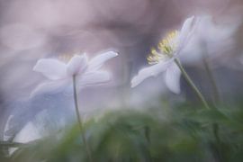 wood anemones by Remco loeffen