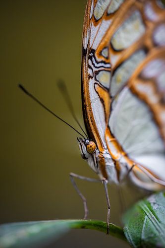 gros plan sur un papillon