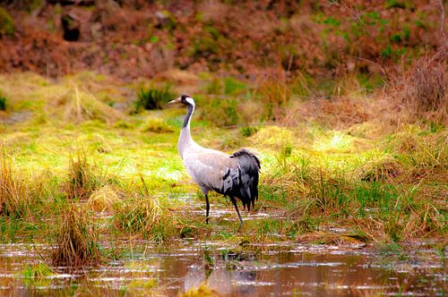 Gruidae landed in Sweden