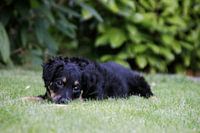Pup in gras