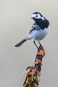 Witte Kwikstaart (Motacilla alba) van Beschermingswerk voor aan uw muur