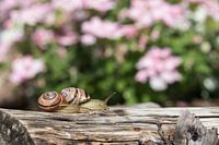 Bänderschnecke