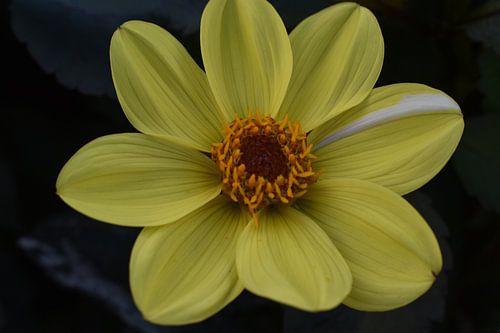 Fleur jaune