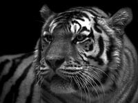 Tiger schwarz und weiß