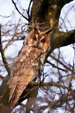 Ransuil...! by Dorothé Rijkenberg