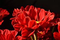Een rode chrysant
