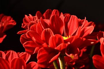 Een rode chrysant van Philipp Klassen