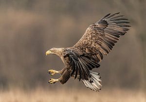 Landing White-tailed Eagle! van Robert Kok