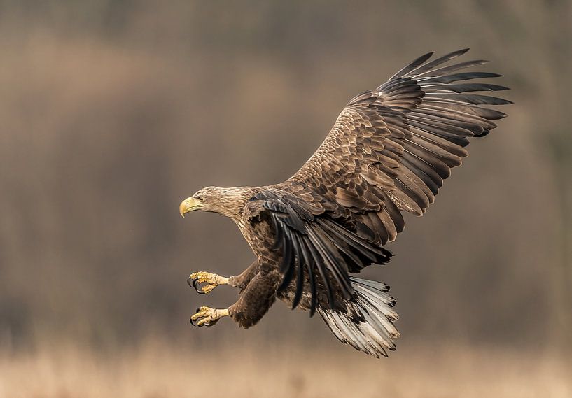 Landing White-tailed Eagle! par Robert Kok