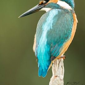 Freddy Van den Buijs profielfoto