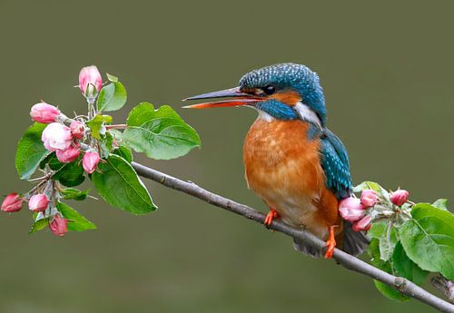 Eisvogel zwischen Apfelblüten